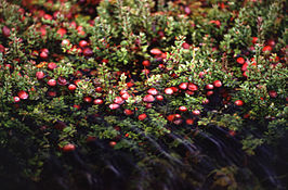 cranberry (foto: Wikipedia)
