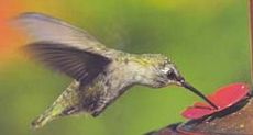 kolibrie (foto: Wikipedia)