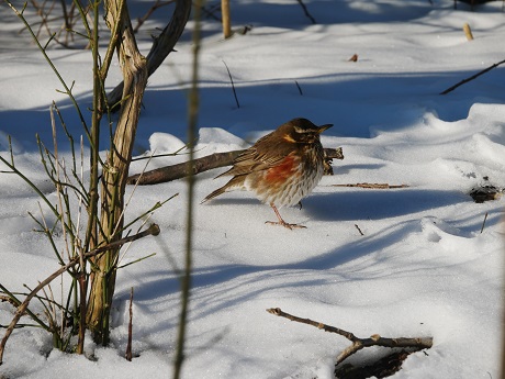 koperwiek in de sneeuw (foto: Lous Leipheimer)