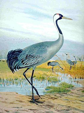 kraanvogel (foto: Wikipedia)