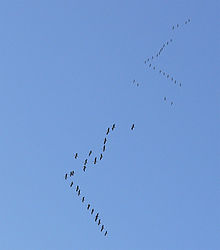 vlucht kraanvogels (foto: Wikipedia)